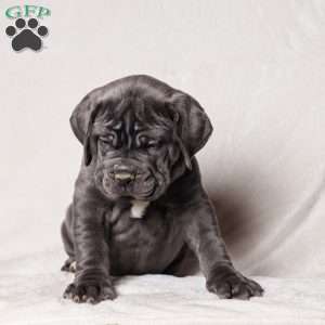 Gommer, Cane Corso Puppy